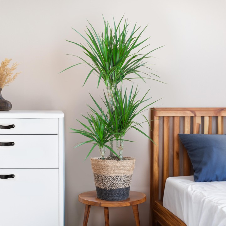 Dracaena Marginata With Lissabon With Lissabon Black - 95Cm - Ø21