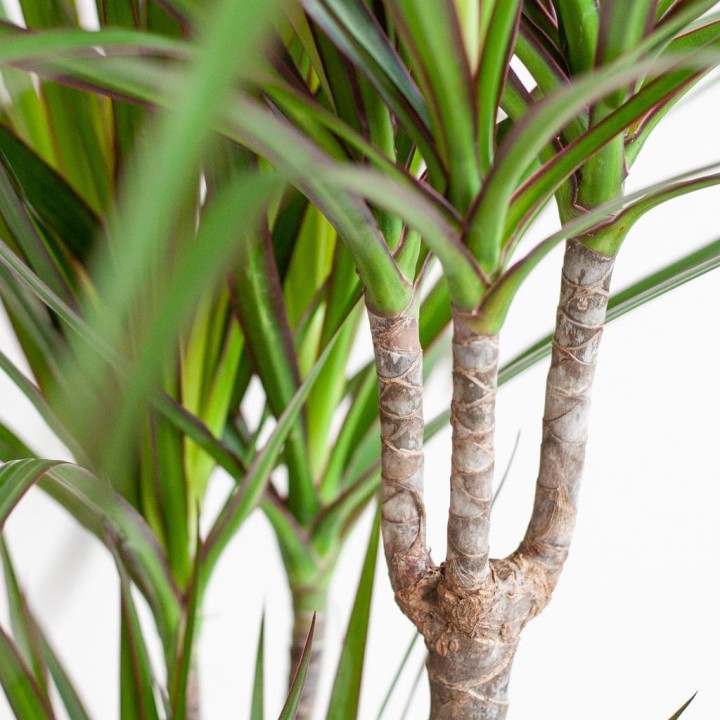 Dracaena Marginata With Lissabon With Lissabon Black - 95Cm - Ø21