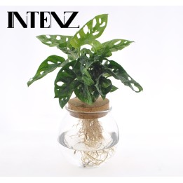 Monstera Adansonii In Bolglas + Klikkurk - Ø12Cm - ↕25Cm