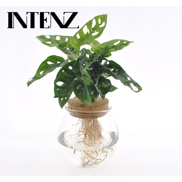 Monstera Adansonii In Bolglas + Klikkurk - Ø12Cm - ↕25Cm