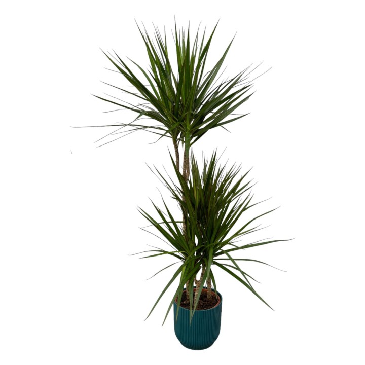 Dracaena Marginata - ↨120Cm - Ø21Cm Including Elho Vibes Fold Round Blue D22Xh20