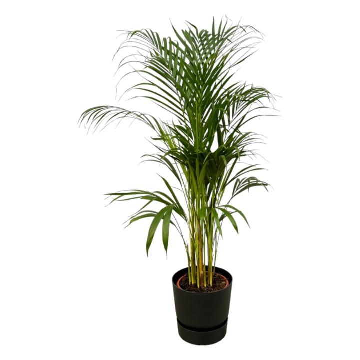 Areca Palm - ↨110Cm - Ø21Cm Including Elho Greenville Round Black D24Xh23