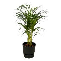 Areca Palm - ↨85Cm - Ø19Cm Including Elho Greenville Round Black D24Xh23