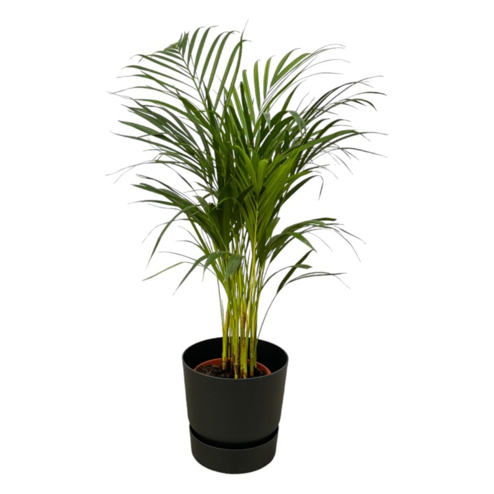 Areca Palm - ↨85Cm - Ø19Cm Including Elho Greenville Round Black D24Xh23