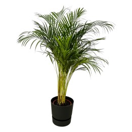 Areca Palm - ↨130Cm - Ø24Cm Including Elho Greenville Round Black D30Xh28