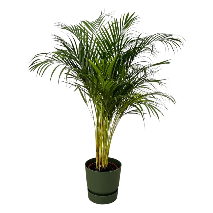 Areca Palm - ↨130Cm - Ø24Cm Including Elho Greenville Round Green D30Xh28