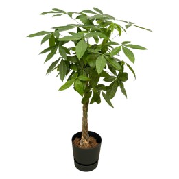 Pachira Aquatica Including Elho Greenville Round Black - 140Cm - Ø30