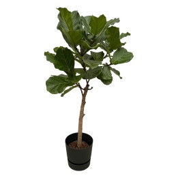 Ficus Lyrata Stem Including Elho Greenville Round Black - 160 Cm - Ø30