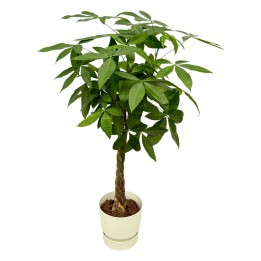 Pachira Aquatica Including Elho Greenville Round White - 160Cm - Ø30