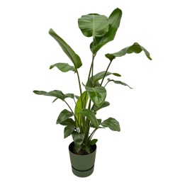 Strelitzia Nicolai Including Elho Greenville Round Green - 160Cm - Ø30
