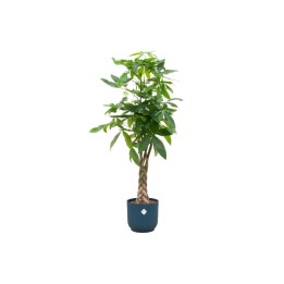 Pachira Aquatica Including Elho Vibes Fold Round Blue - 160Cm - Ø30