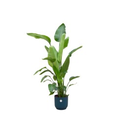 Strelitzia Nicolai Including Elho Vibes Fold Round Blue - 160Cm - Ø30