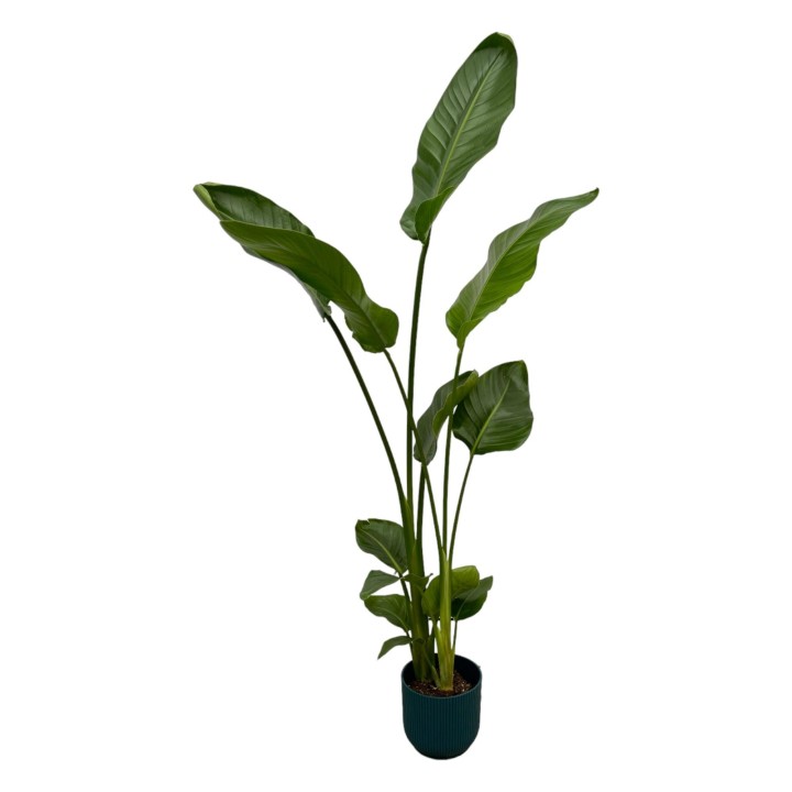 Strelitzia Nicolai Including Elho Vibes Fold Round Blue - 100 Cm - Ø18