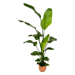 Strelitzia Nicolai Including Elho Vibes Fold Round Pink - 130 Cm - Ø18
