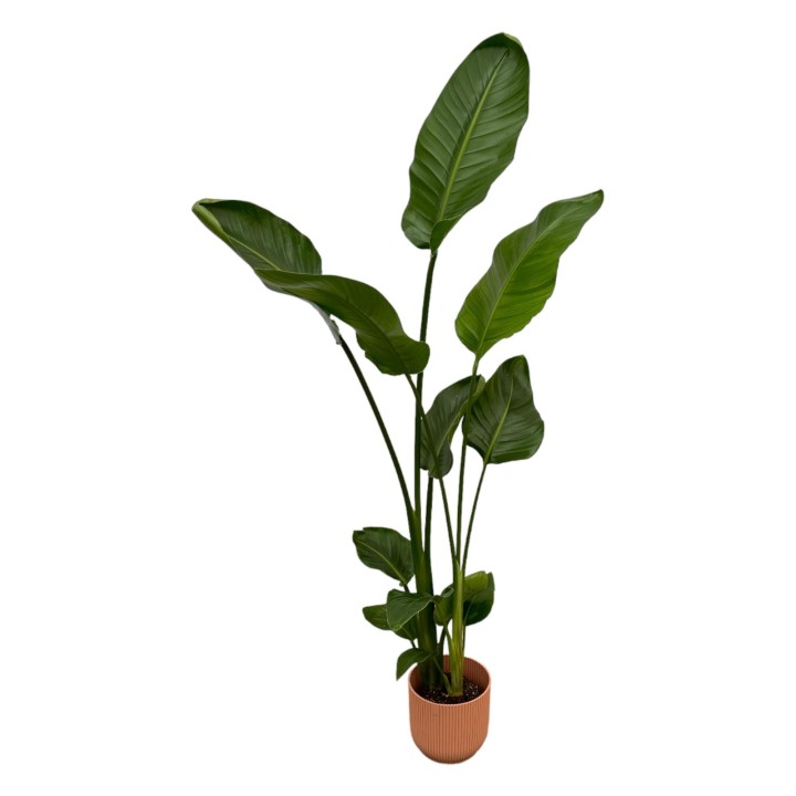 Strelitzia Nicolai Including Elho Vibes Fold Round Pink - 100 Cm - Ø18