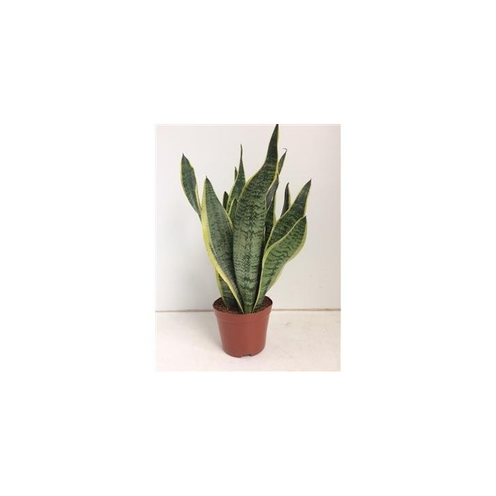Sansevieria Futura Superba - Ø14Cm - ↕40Cm