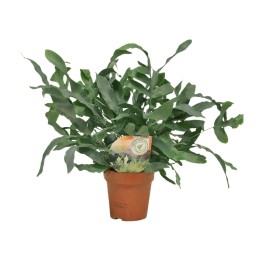 Phlebodium Blue Star - Ø12Cm - ↕35Cm