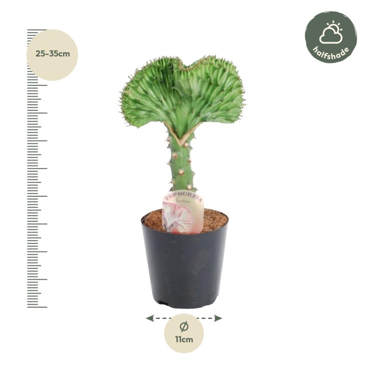 Euphorbia Lactea Cristata Green - 30 Cm - Ø10,5