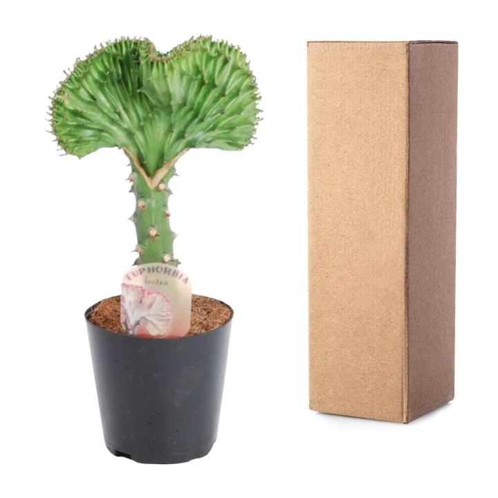 Euphorbia Lactea Cristata Green - 30 Cm - Ø10,5