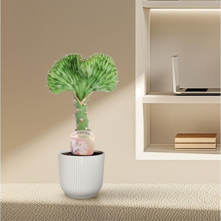 Euphorbia Lactea Cristata Green - 30 Cm - Ø10,5