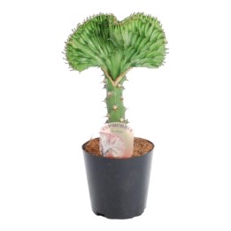 Euphorbia Lactea Cristata Green - 35 Cm - Ø12