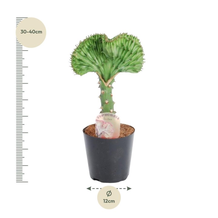 Euphorbia Lactea Cristata Green - 35 Cm - Ø12