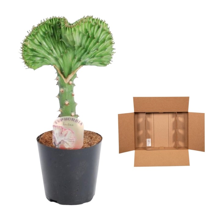 Euphorbia Lactea Cristata Green - 35 Cm - Ø12