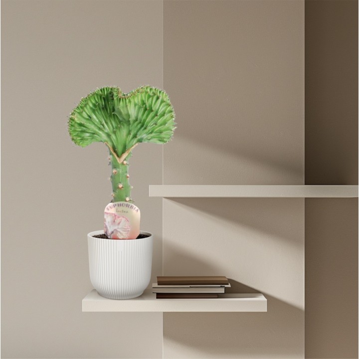 Euphorbia Lactea Cristata Green - 35 Cm - Ø12