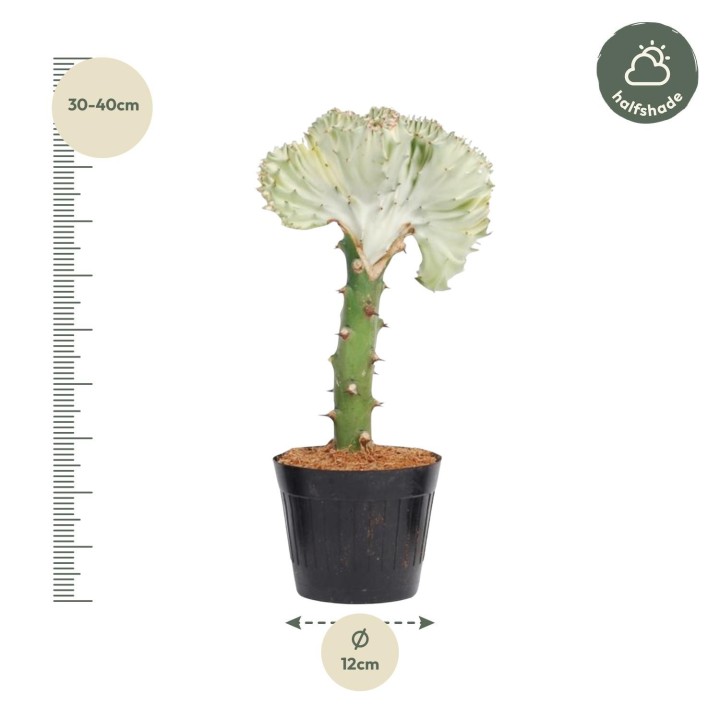 Euphorbia Lactea Cristata White - 35 Cm - Ø12