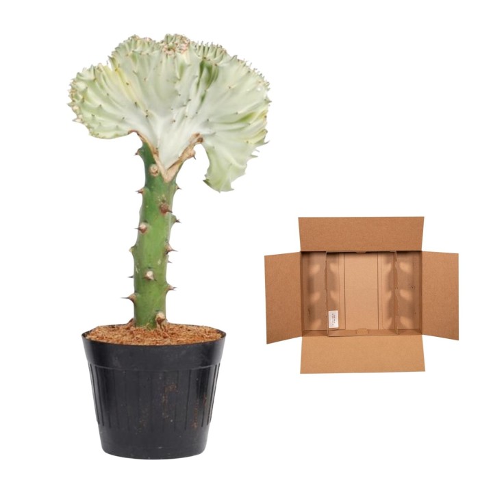 Euphorbia Lactea Cristata White - 35 Cm - Ø12