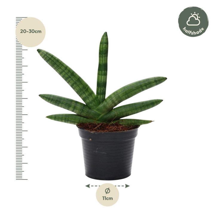 Sansevieria Skyline - 25 Cm - Ø10,5