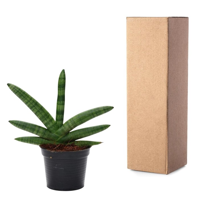 Sansevieria Skyline - 25 Cm - Ø10,5