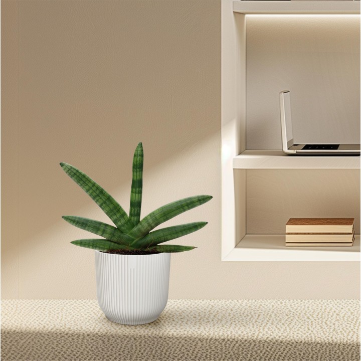Sansevieria Skyline - 25 Cm - Ø10,5