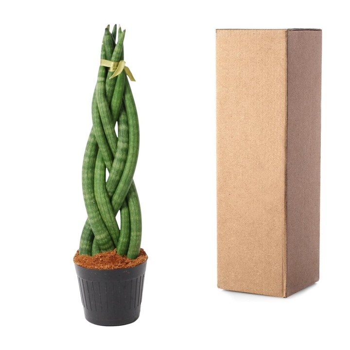 Sansevieria Cylindrica 'Twist' - 40 Cm - Ø10,5