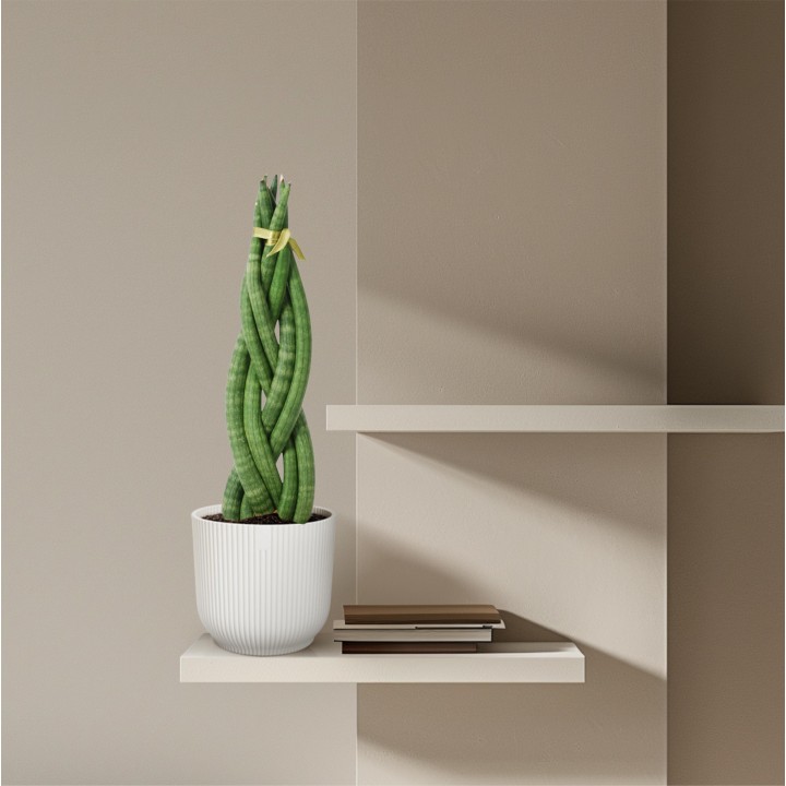 Sansevieria Cylindrica 'Twist' - 40 Cm - Ø10,5