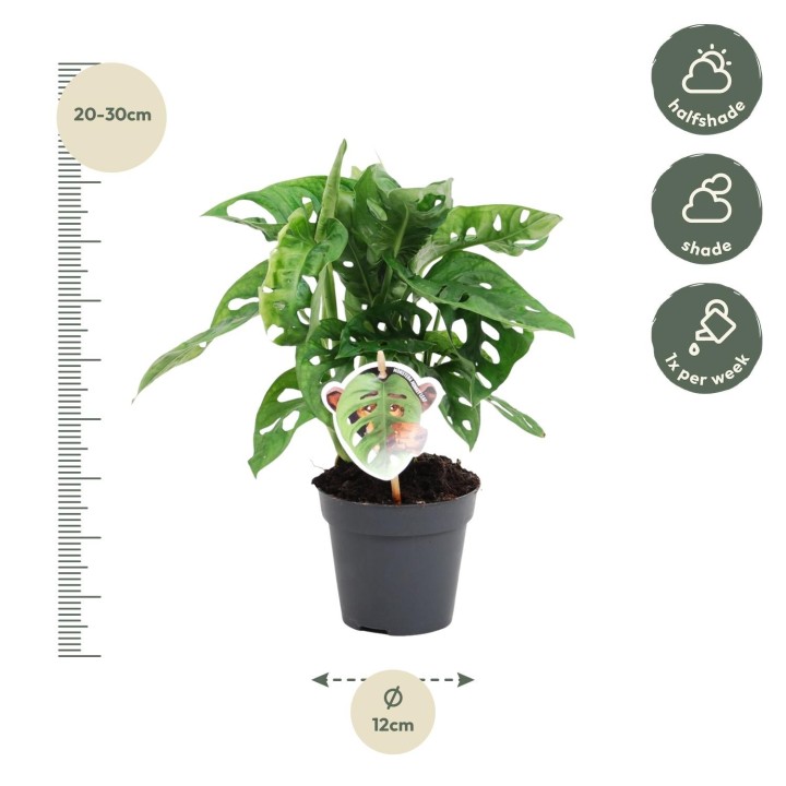 Monstera Obliqua 'Monkey Leaf' - 25 Cm - Ø12