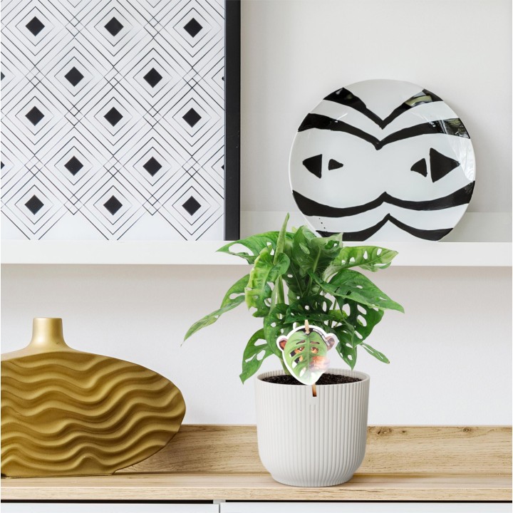 Monstera Obliqua 'Monkey Leaf' - 25 Cm - Ø12