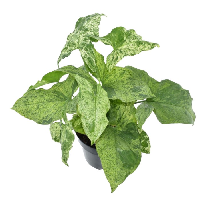 Syngonium Mottled - 25 Cm - Ø12