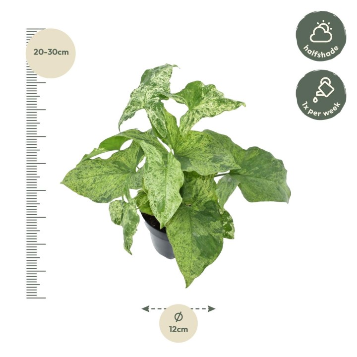 Syngonium Mottled - 25 Cm - Ø12