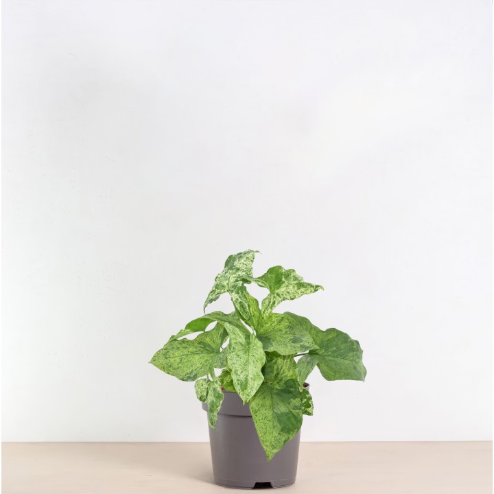 Syngonium Mottled - 25 Cm - Ø12