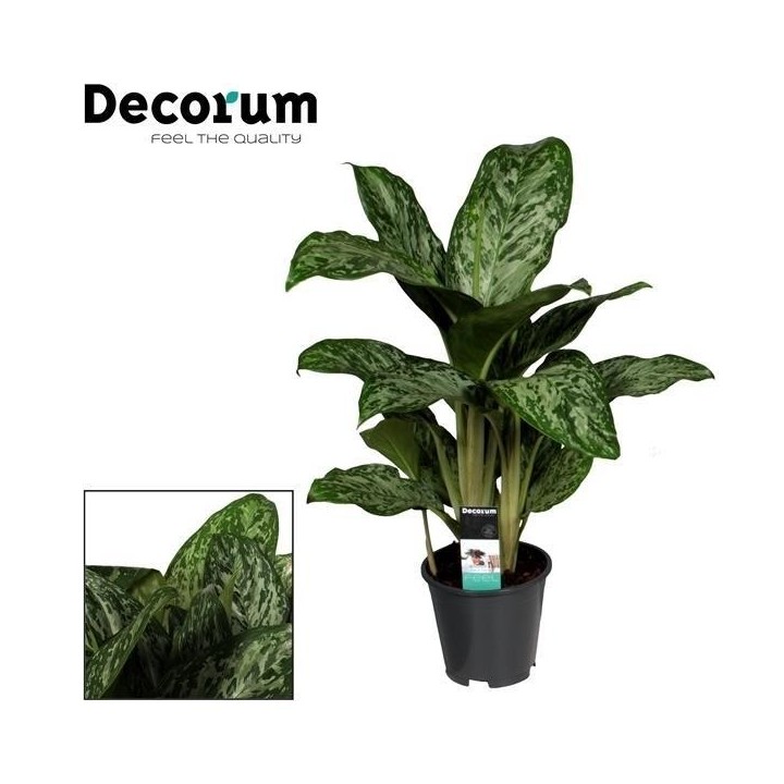 Aglaonema Greenlight (Decorum)