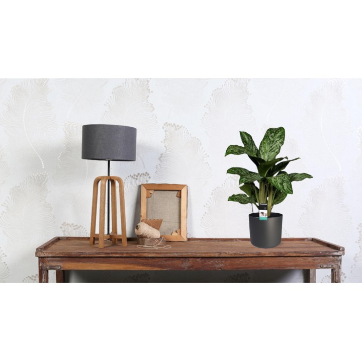 Aglaonema Greenlight (Decorum)