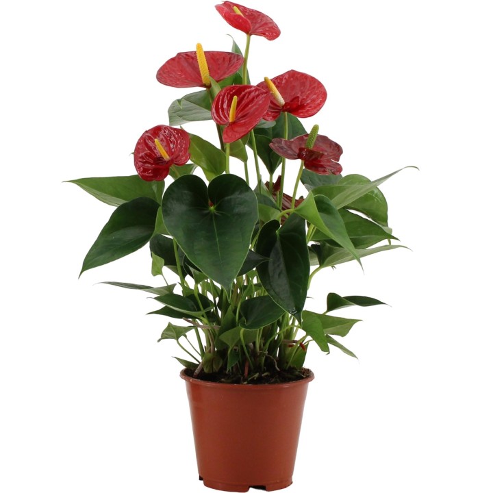 Anthurium Success Red In Transparant Sleeve