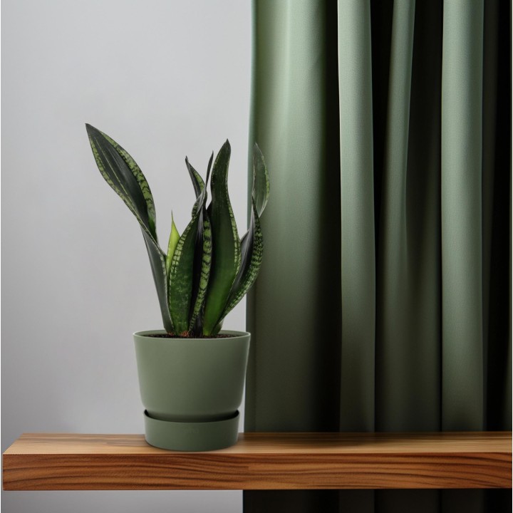 Sansevieria Whitney 12Cm - Ø12Cm - ↕27Cm