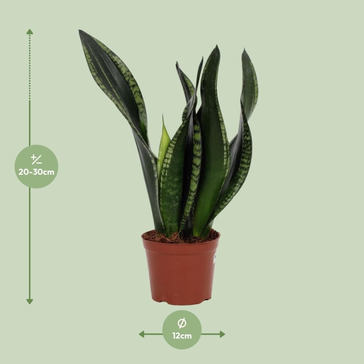 Sansevieria Whitney 12Cm - Ø12Cm - ↕27Cm
