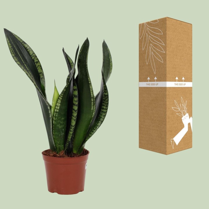 Sansevieria Whitney 12Cm - Ø12Cm - ↕27Cm