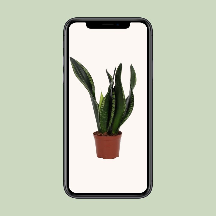 Sansevieria Whitney 12Cm - Ø12Cm - ↕27Cm