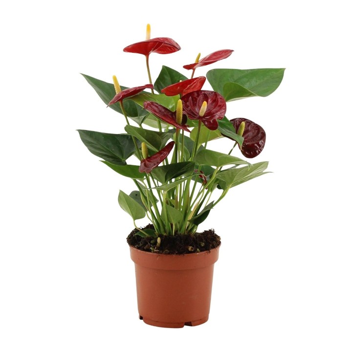 Anthurium Calon In Transparant Sleeve - Ø12Cm - ↕36Cm