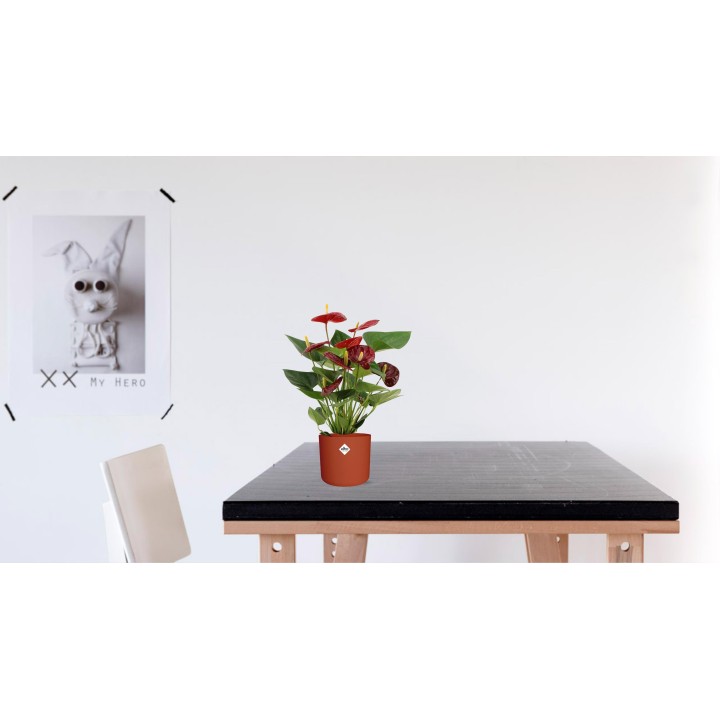 Anthurium Calon In Transparant Sleeve - Ø12Cm - ↕36Cm