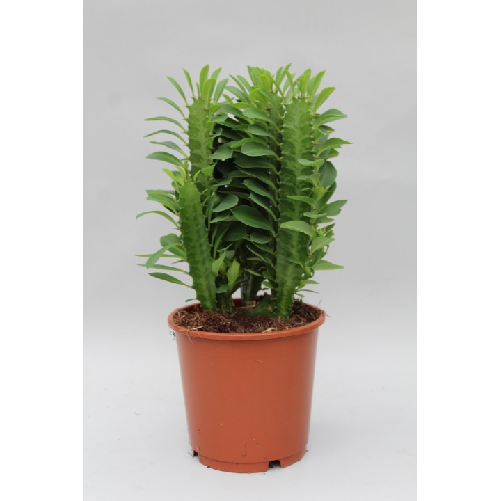 Euphorbia Trigona - Ø12Cm - ↕40Cm